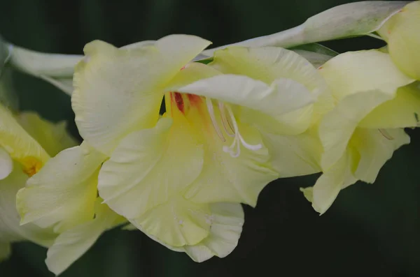 Inschrijving Lichte Gele Gladiolen Bloemen Zomertuin — Stockfoto