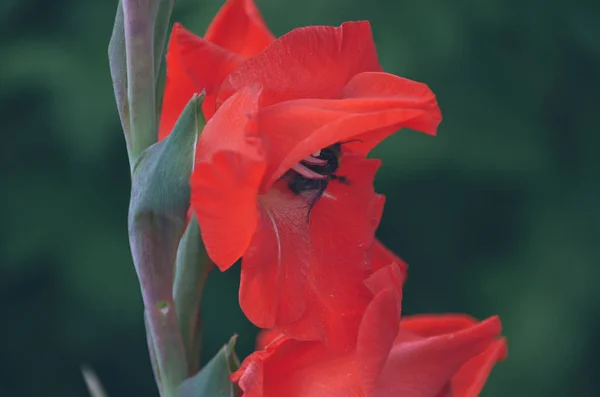 Bright Red Gladiolus Bumblebee Summer Morning Garden — Stock Photo, Image