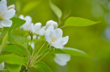 Küçük güzel kiraz çiçekleri çiçek açması ağaç bahar bahçe üzerinde