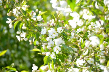 Parlak güneşli meyve bahçesi. Kiraz çiçek açması ağaçlar