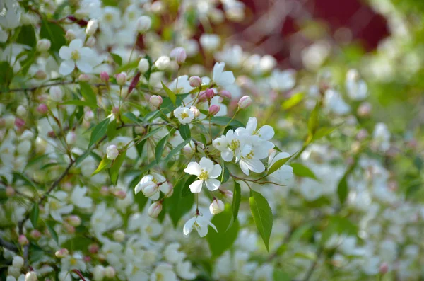 Flor Árbol Primavera Lor Pequeñas Flores Blancas Árbol Verde Hermoso — Foto de Stock