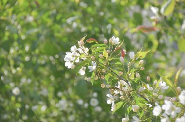 Güzel beyaz çiçek ağaç bahar bahçe yeşil doğa arka plan üzerinde