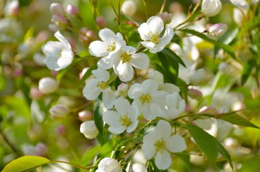 Bahar güneşli günde yeşil arka plan güzel çiçek kiraz ağacı dalı 