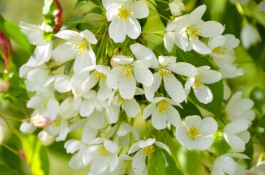 Hassasiyet bahar yeşil arka plan üzerinde beyaz kiraz çiçek