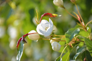 Güzel beyaz çiçek çiçek açması bahar bahçesinde görünümünü kapat