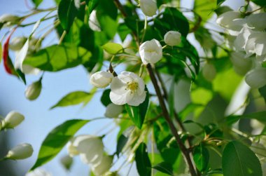 Yeşil arka plan bulanık Nisan ayında çiçek bahçesinde üzerinde ihale Yasemin çiçekleri 
