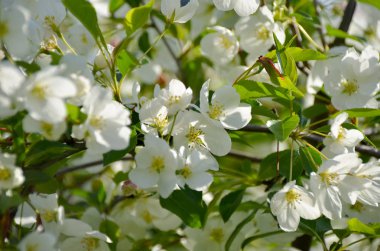 Güneşli bahar gününde kiraz çiçeği güzel çiçekleri 