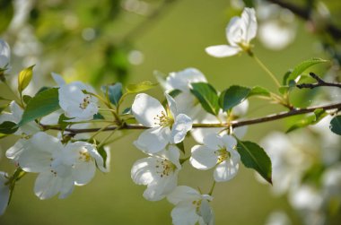Güzel çiçekli dal kiraz ağacı güneşli bahar bahçe çiçeği. Yeşil doğal zemin üzerine ihale beyaz çiçekler