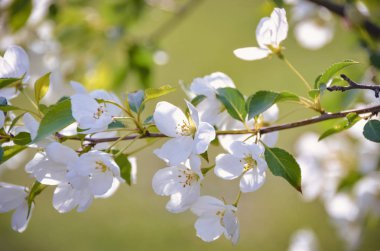 Bahar doğal bahçe arka plan üzerinde çiçek dalı üzerinde Nazik beyaz kiraz çiçekleri