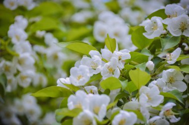 Bahar bahçesinde güzel çiçek arka plan üzerinde Narin çiçek beyaz çiçekler