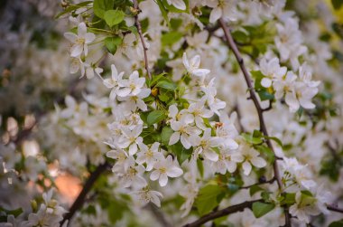 Güzel beyaz Kiraz eriği çiçekler üzerinde doğal arka plan bulanık  