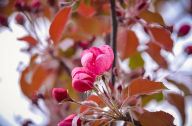 Renkli bahar bahçe çiçek açan ağaç üzerinde güzel yemyeşil gül çiçek