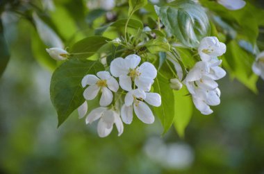 Güzel beyaz bahar çiçek çiçek açması ağaç üzerinde demet