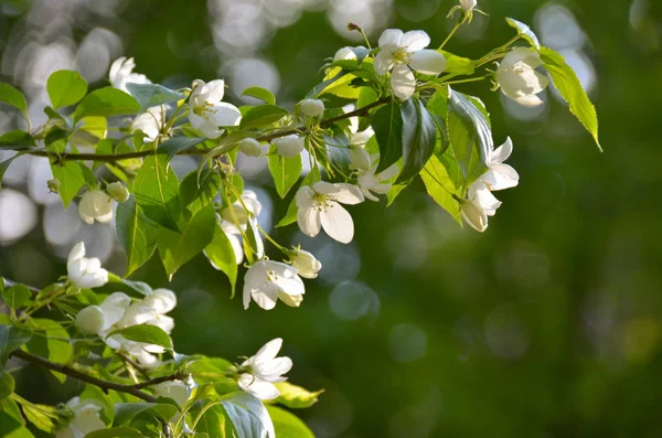 Beyaz kiraz çiçekleri ve lekeler bahar güneşli Bahçe çiçek açması ağaç üzerinde güneş ışığı ile parlak şube
