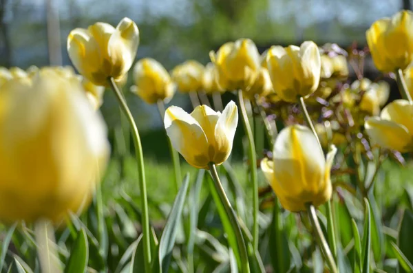 Bright Yellow Tulips Field Beautiful Spring Netherlands — Stock Photo, Image