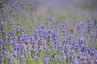 Parlak mor lavanta alan bahar Provence