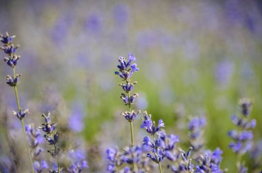 Parlak mor lavanta alanları bahar Provence
