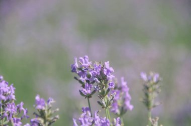 Güzel mor lavanta çiçekleri üzerinde parlak güneşli Provence alan arka plan Fransız