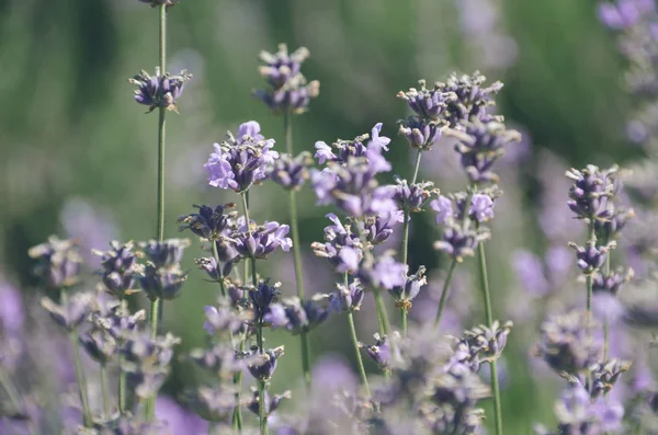 Gentle purple flowers of lavender in spring morning field
