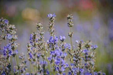 Provence çiçek açan alanındaki bahar sabahı parlak taze lavanta çiçekleri