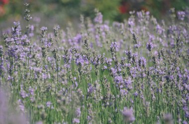 Kokulu provence lavanta tarlalarında güzel fransız baharı