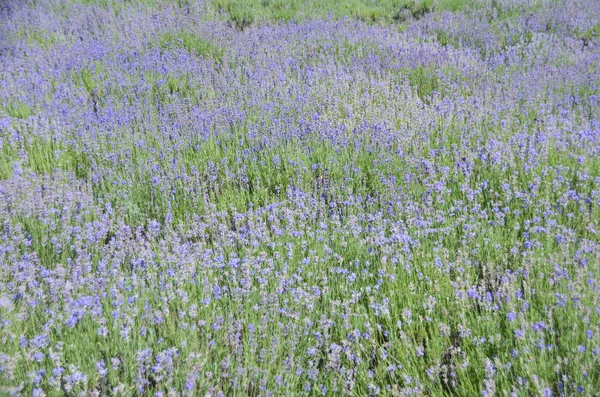 Όμορφη Θάλασσα Λουλούδια Λεβάντας Γαλλική Πρωί Άνοιξη Lavender Μπλε Πεδίο — Φωτογραφία Αρχείου