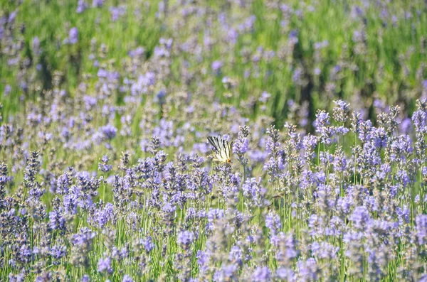 Flores Lavanda Violeta Brillante Campo Floración Fresca —  Fotos de Stock