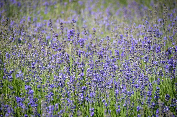 Φωτεινό Μπλε Πεδίο Λουλούδια Λεβάντας Ηλιόλουστο Καλοκαιρινό Γαλλία — Φωτογραφία Αρχείου