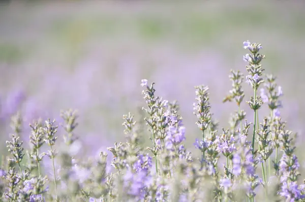 穏やかな紫のラベンダー畑をクローズ アップ 満開のラベンダーの美しい紫の花 — ストック写真