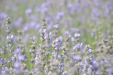 Nazik mor lavanta çiçek kokulu içinde ihale bulanık floeal arka plan üzerinde alan Fransız