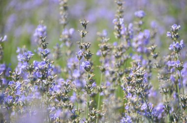 Parlak Lila alanındaki kokulu lavanta çiçek çiçek açması demet 