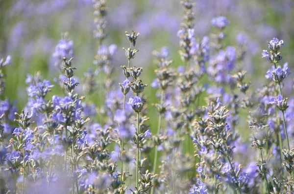 Parlak Lila alanındaki kokulu lavanta çiçek çiçek açması demet 