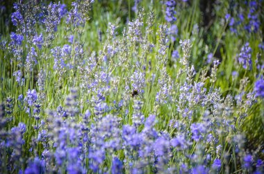 Parlak mütevazi-arı üzerinde mavi lavanta alan arka plan üzerinde güzel çiçek çiçekler