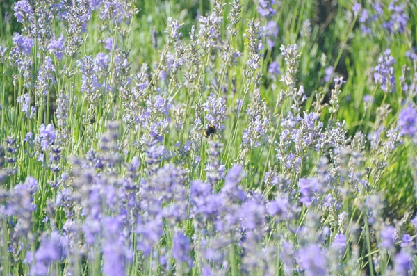 紫のラベンダー畑の美しい風景です 花粉に咲くラベンダーの花を集めて大きなバンブルビー — ストック写真