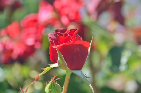 Beautiful Red Rose Fragrant Blossoming Garden — Stock Photo, Image