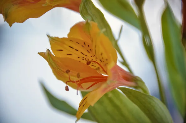 Güzel Turuncu Perulu Lily Çiçek Parlak Sarı Alstroemeria Yakın Çekim — Stok fotoğraf