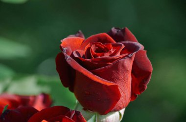 Güneşli bahçede koyu yeşil arka plan üzerinde parlak kırmızı gül