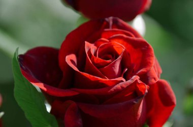 Sevgililer günü için parlak yemyeşil kırmızı gül