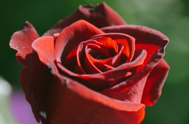 Nazik kırmızı Bahçe bokeh yeşil arka plan üzerinde yükseldi