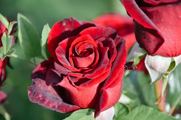 Lovely Bright Red Rose Flower Shines Sun Morning Garden — Stock Photo, Image