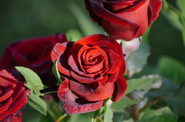 Bright Red Roses Bush Sunny Morning Garden — Stock Photo, Image