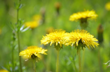 Yeşil ot dolu bir alanda parlak sarı karahindiba