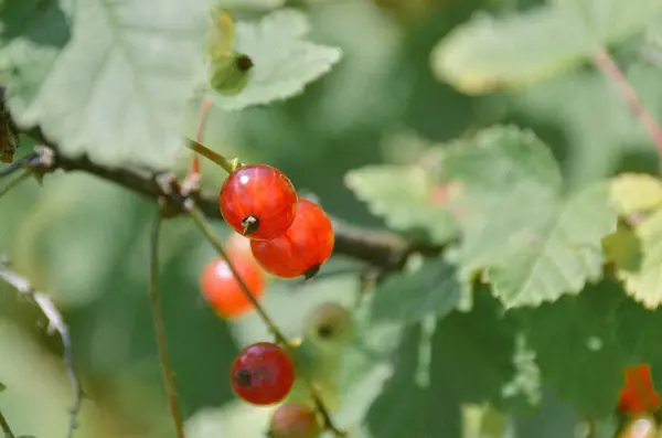 Стерти Червону Смородину Гілці Літньому Саду — стокове фото
