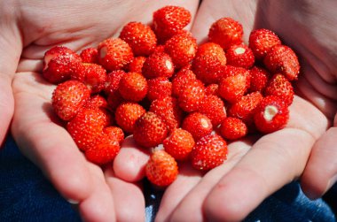 Avuç olgun çilek vesca birlikte. Güneşli Bahçe taze çilek