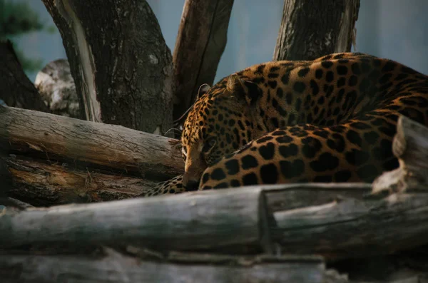 Beautiful young leopard resting on tree in sunset national park close up. Big cat lying on branches in jungle