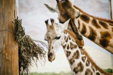 Güzel zürafa annesi bebeğini okşar. Zürafa camelopardalis