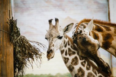 Zarif zürafa annesi sevimli zürafa bebeğine sarılıyor. Vahşi yaşam şefkati