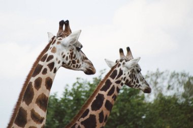 Bir çift zarif zürafa yaklaşıyor.