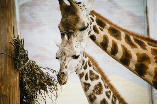 Tender mother love in wild nature. Graceful giraffe mom with her cute baby