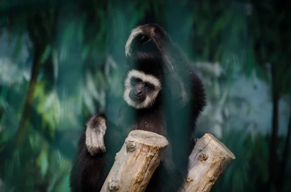 Χαριτωμένο Πορτρέτο Μαύρης Μαϊμούς Κοντά Κλουβί Ζωολογικό Κήπο — Φωτογραφία Αρχείου